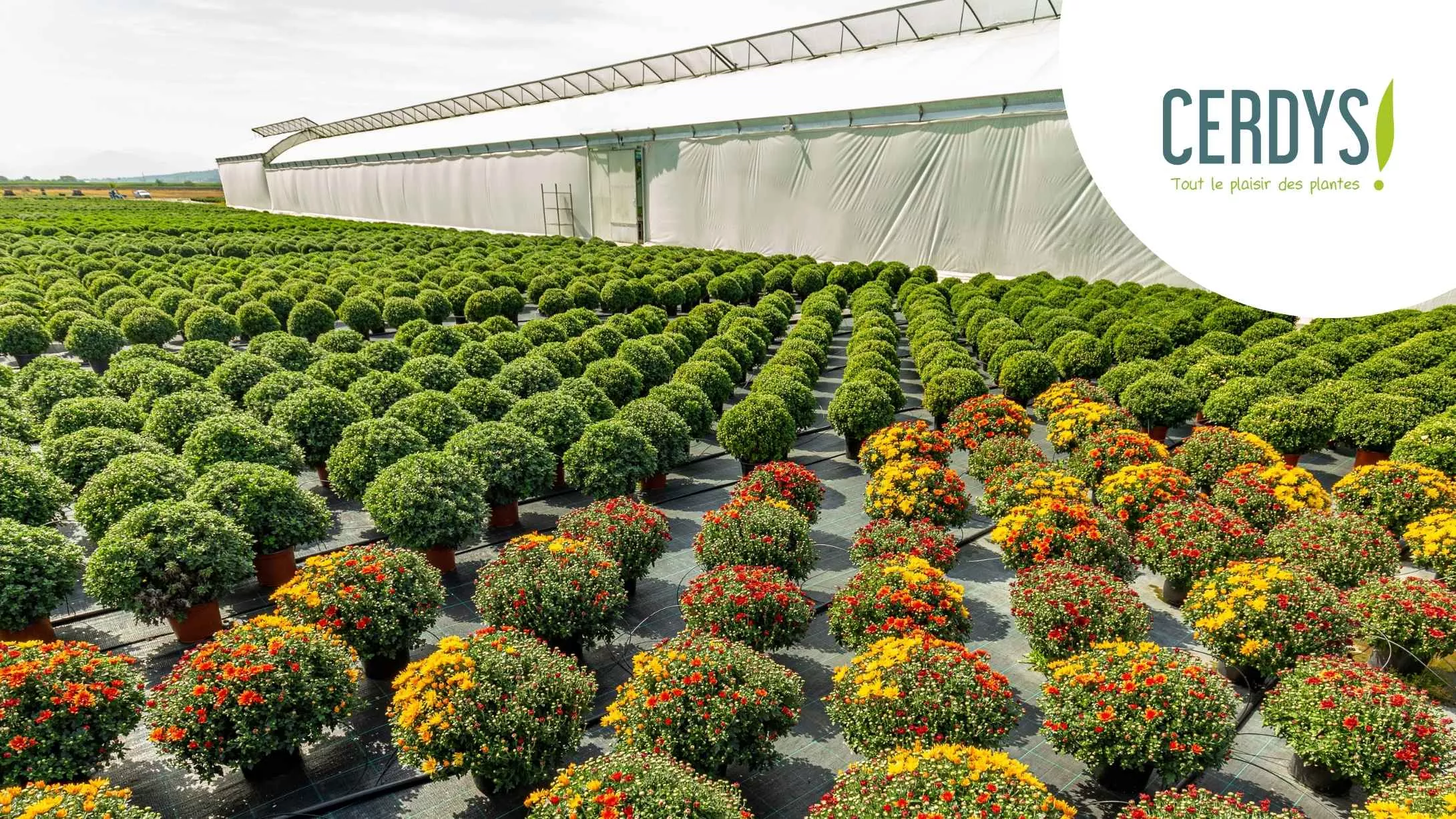 Témoignage ERP Grossiste Fournisseur GMS avec Cerdys