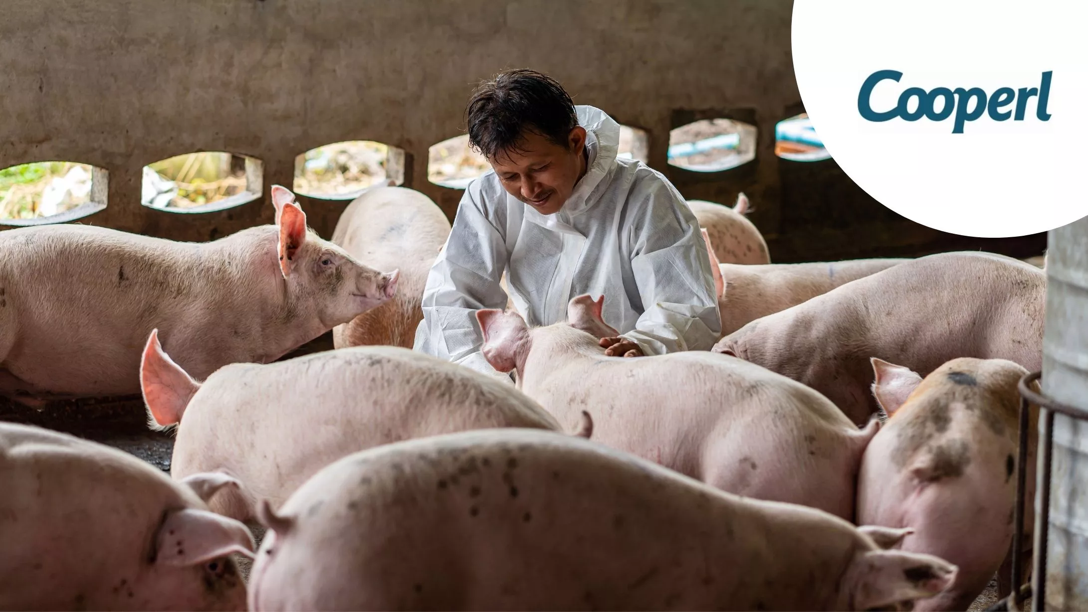 Témoignage ERP production à l’international agroalimentaire avec Cooperl