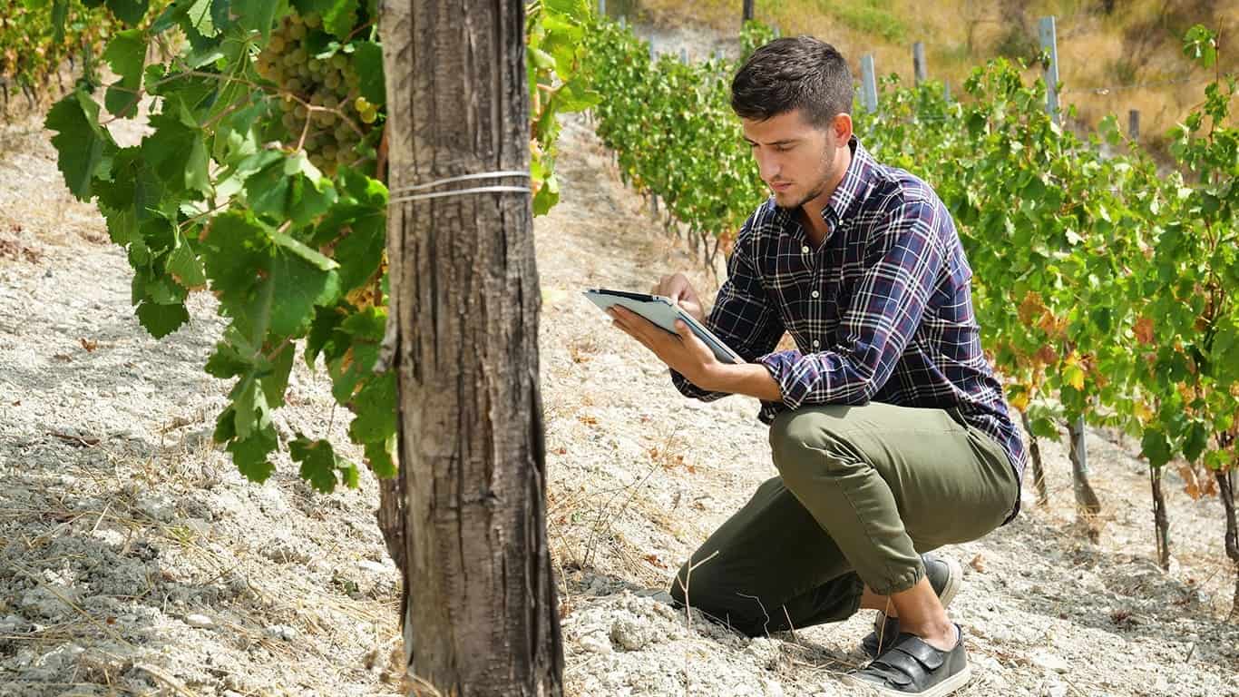 big data viticulture vin numérique